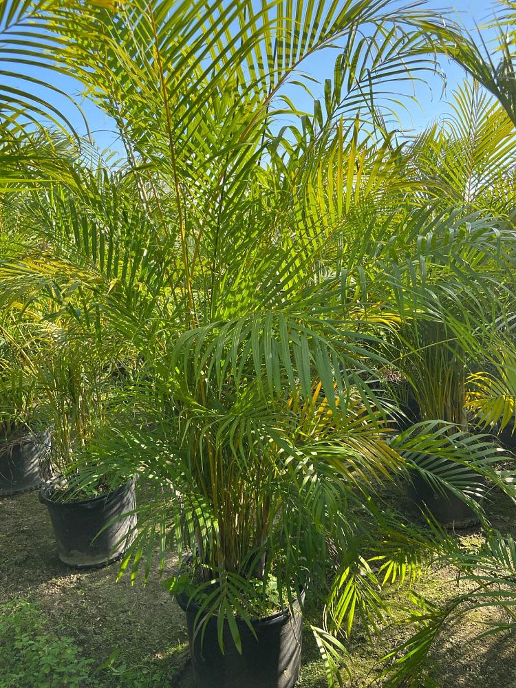 dypsis-lutescens-areca-palm