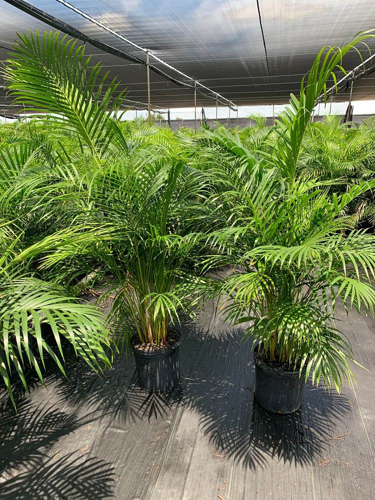 dypsis-lutescens-areca-palm