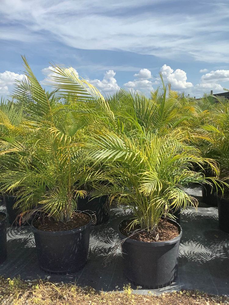 dypsis-lutescens-areca-palm