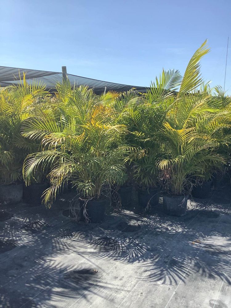 dypsis-lutescens-areca-palm
