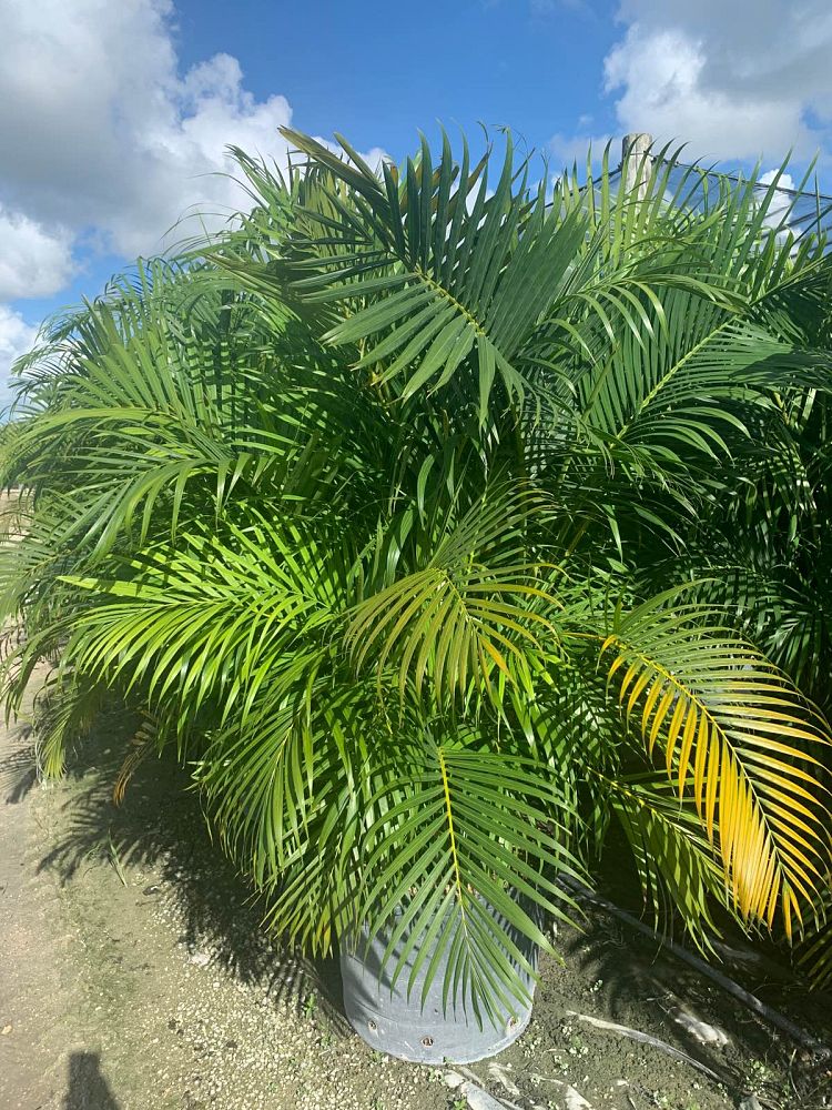 dypsis-lutescens-areca-palm