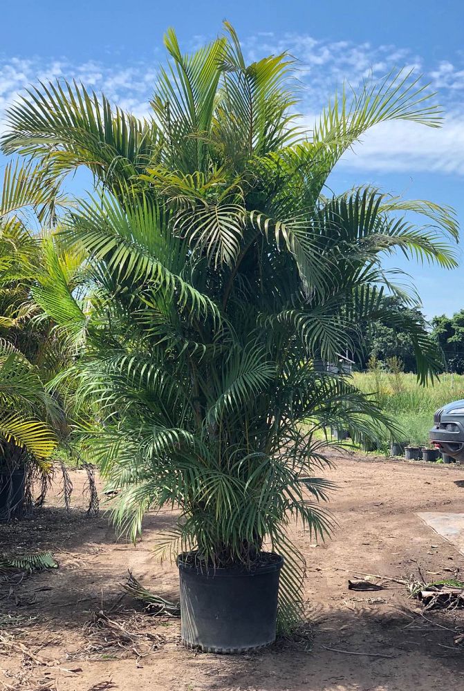 dypsis-lutescens-areca-palm