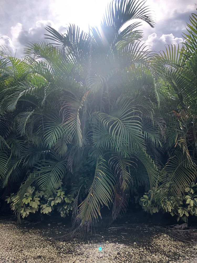 dypsis-lutescens-areca-palm