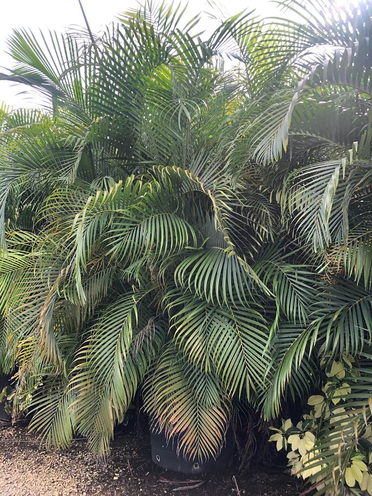 dypsis-lutescens-areca-palm