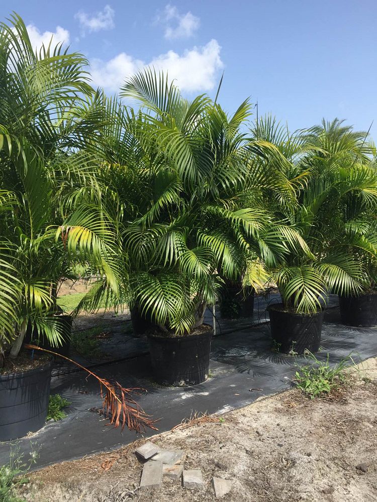 dypsis-lutescens-areca-palm