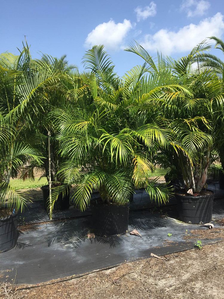 dypsis-lutescens-areca-palm