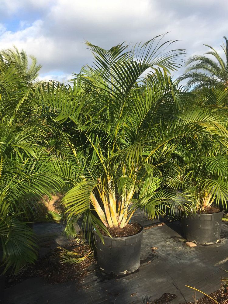 dypsis-lutescens-areca-palm