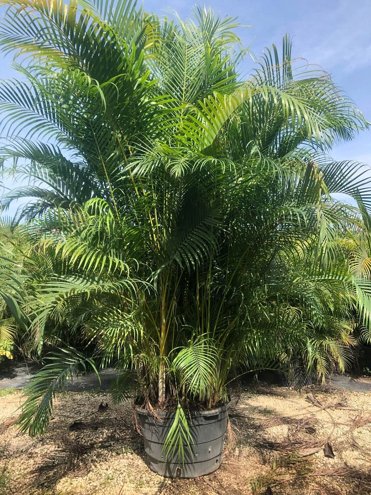 dypsis-lutescens-areca-palm