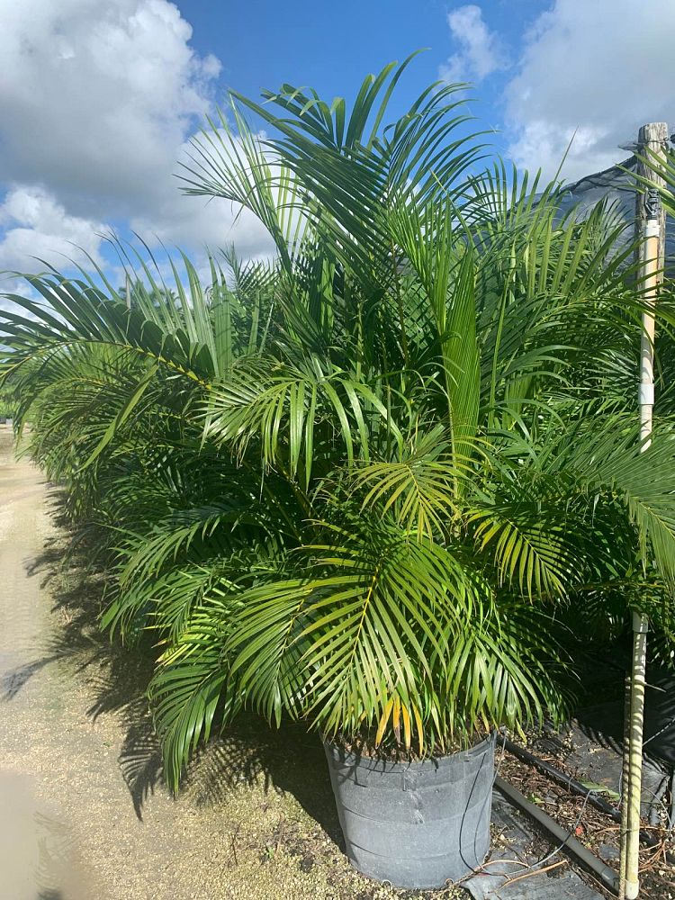 dypsis-lutescens-areca-palm