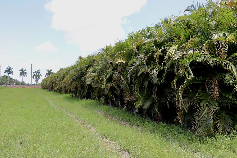 dypsis-lutescens-areca-palm