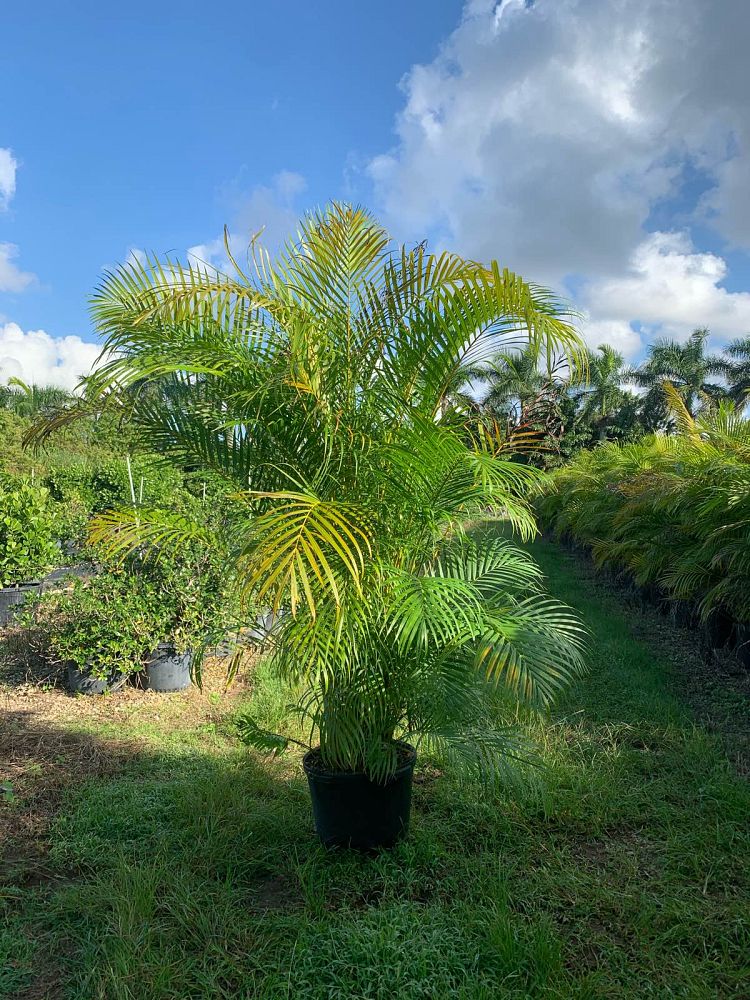 dypsis-lutescens-areca-palm