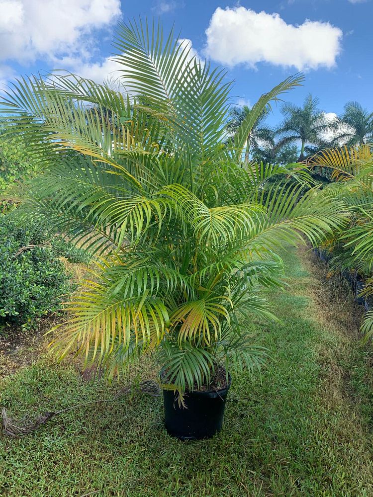 dypsis-lutescens-areca-palm