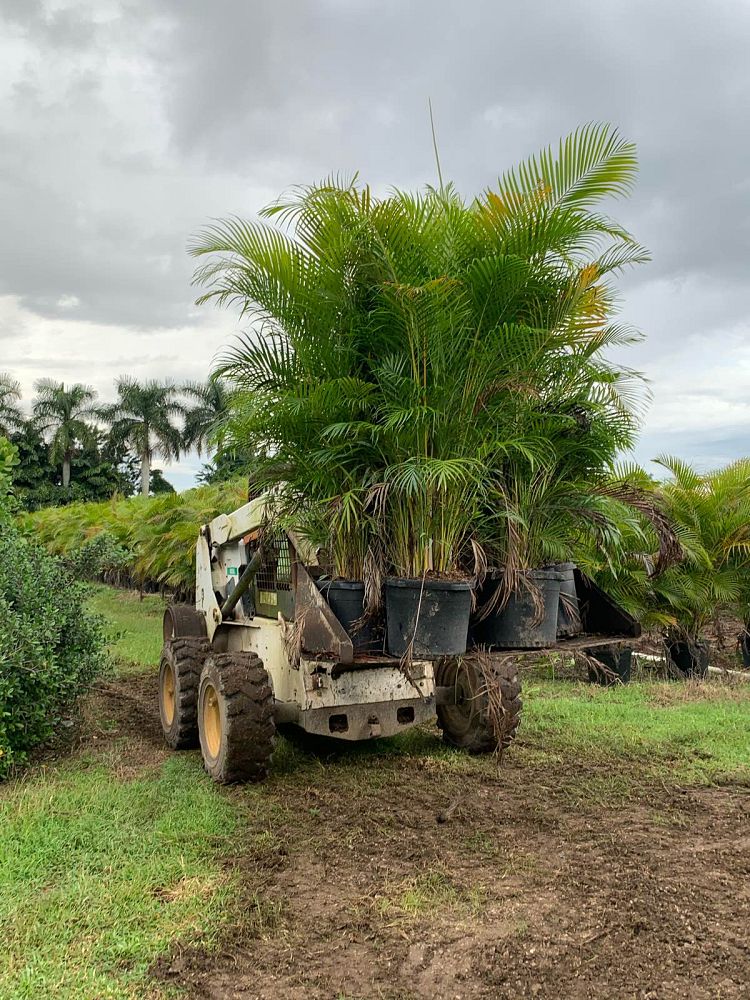 dypsis-lutescens-areca-palm
