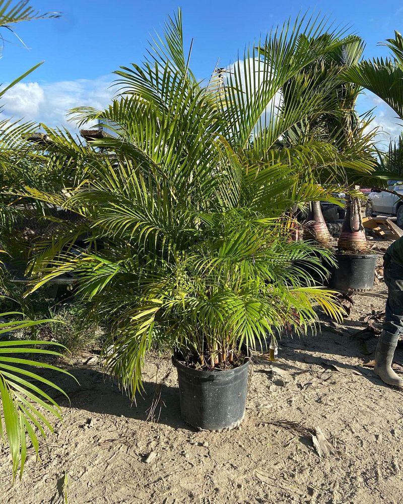 dypsis-lutescens-areca-palm