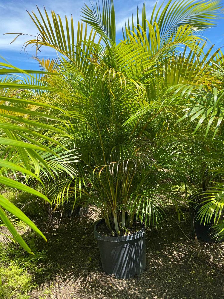 dypsis-lutescens-areca-palm