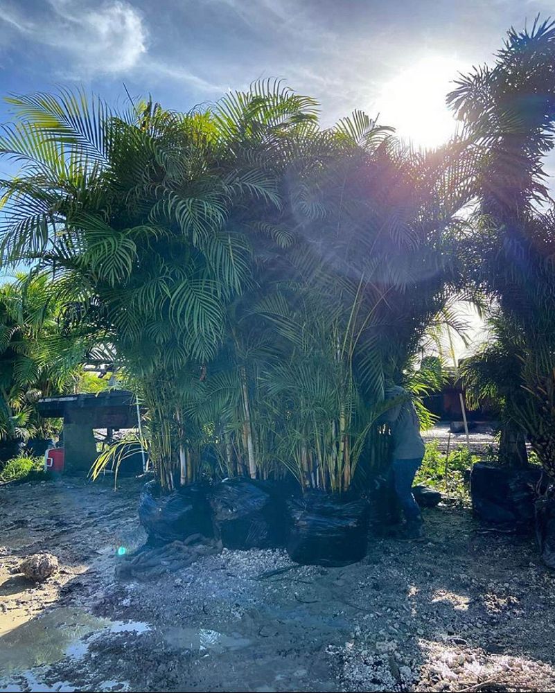 dypsis-lutescens-areca-palm