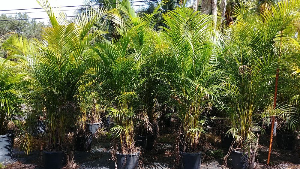 dypsis-lutescens-areca-palm