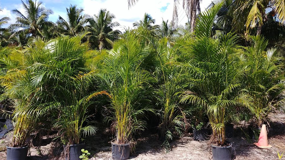 dypsis-lutescens-areca-palm