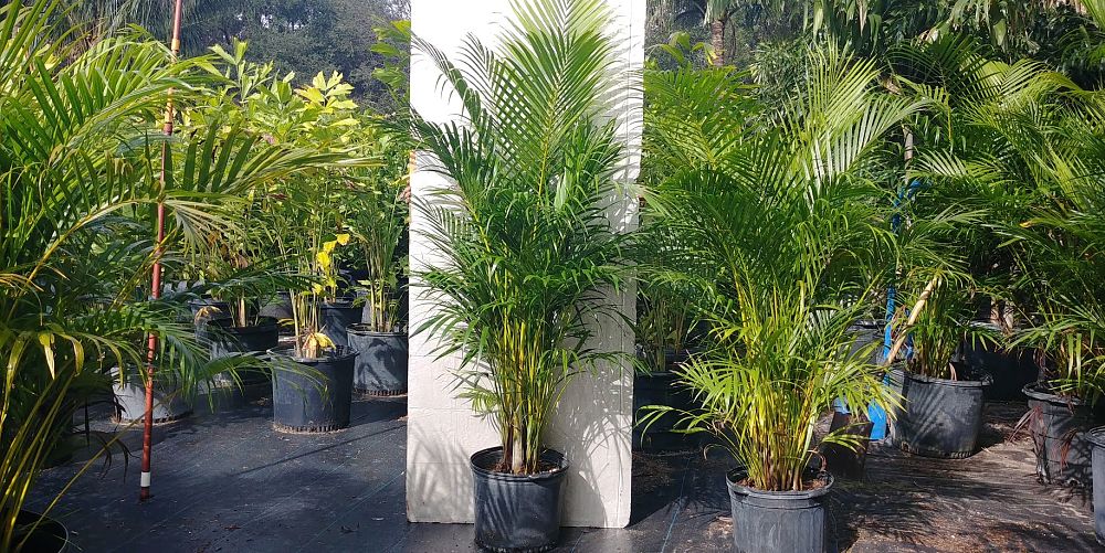 dypsis-lutescens-areca-palm