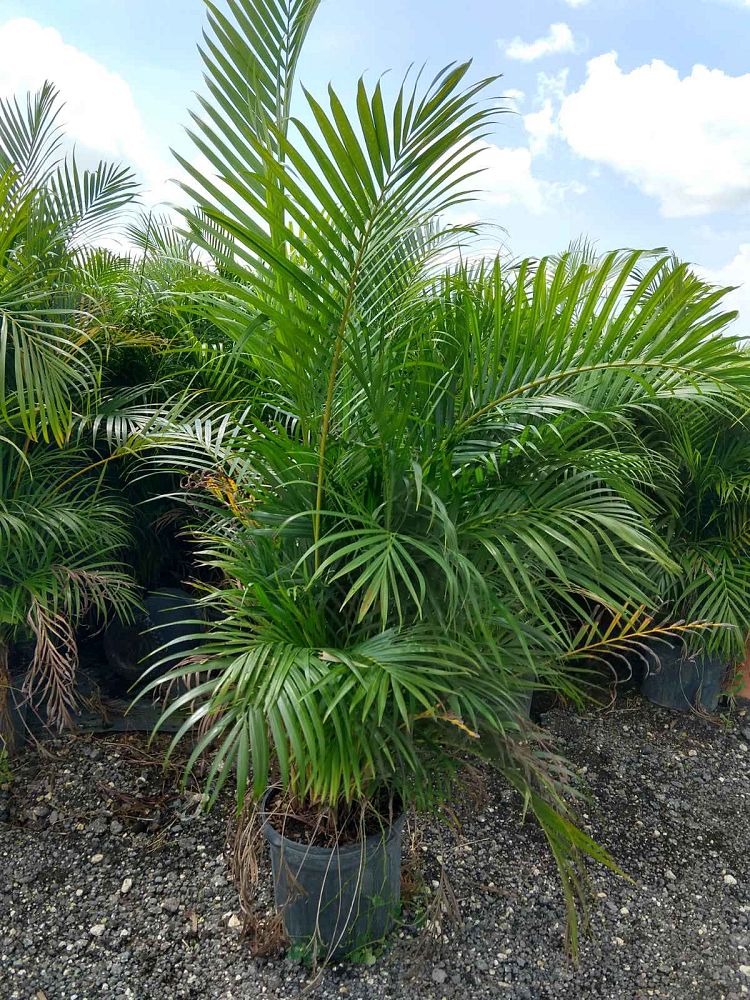 dypsis-lutescens-areca-palm