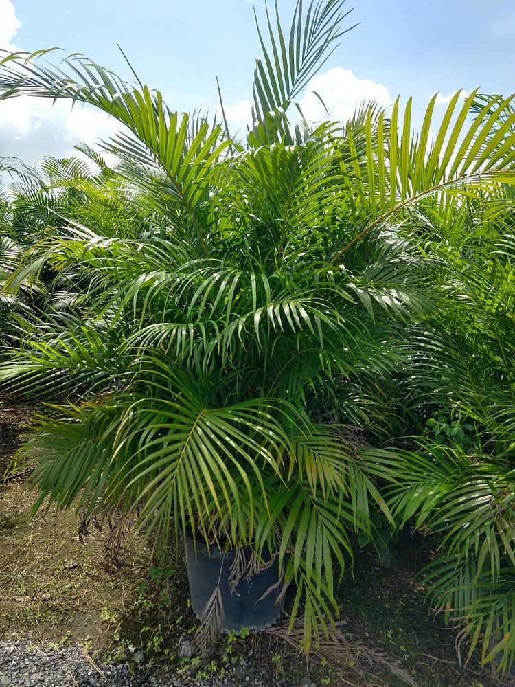 dypsis-lutescens-areca-palm