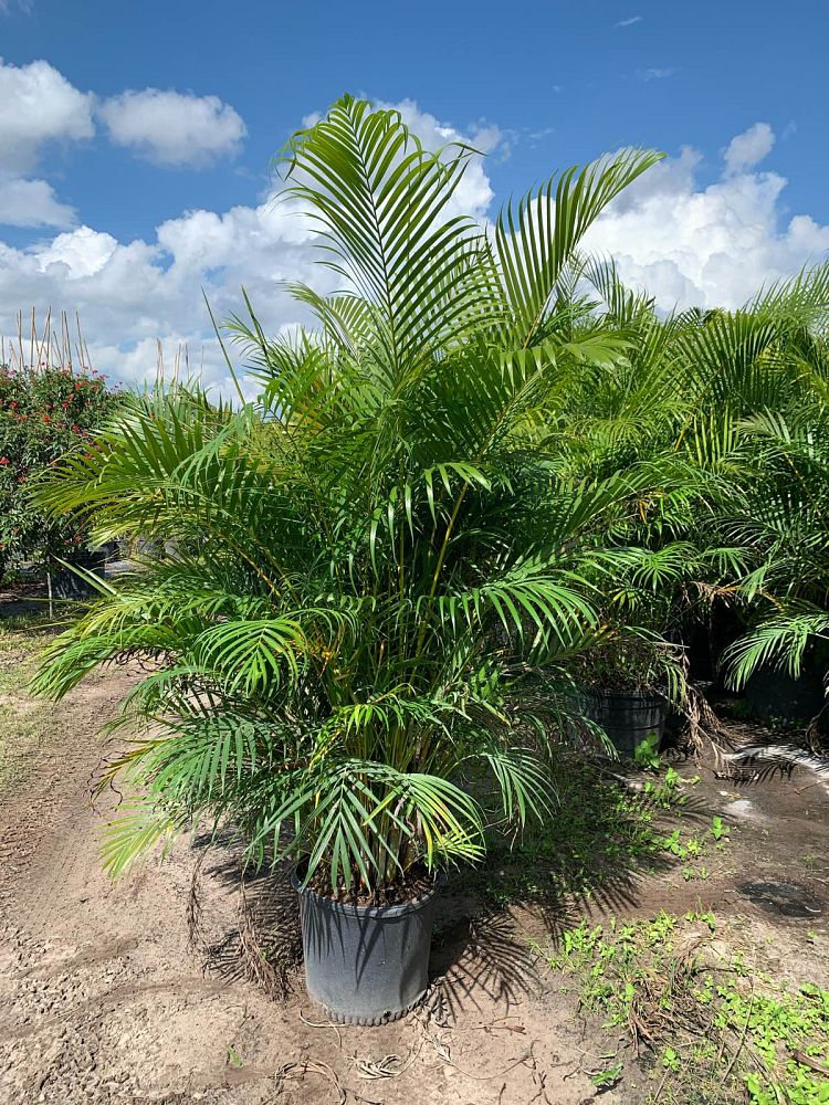 dypsis-lutescens-areca-palm