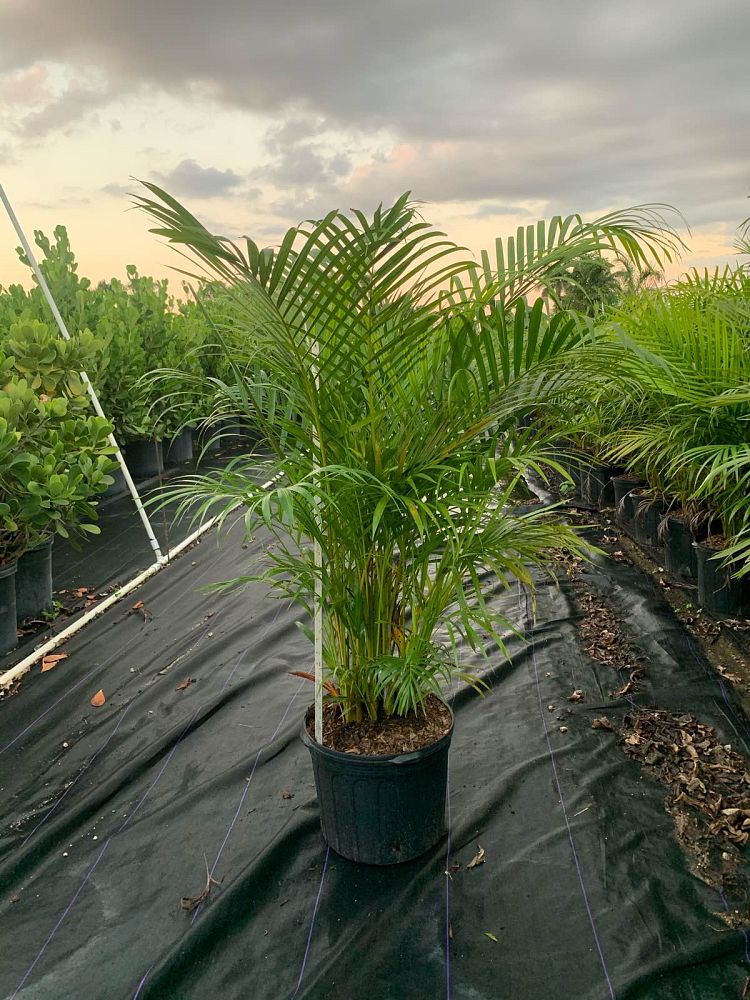 dypsis-lutescens-areca-palm