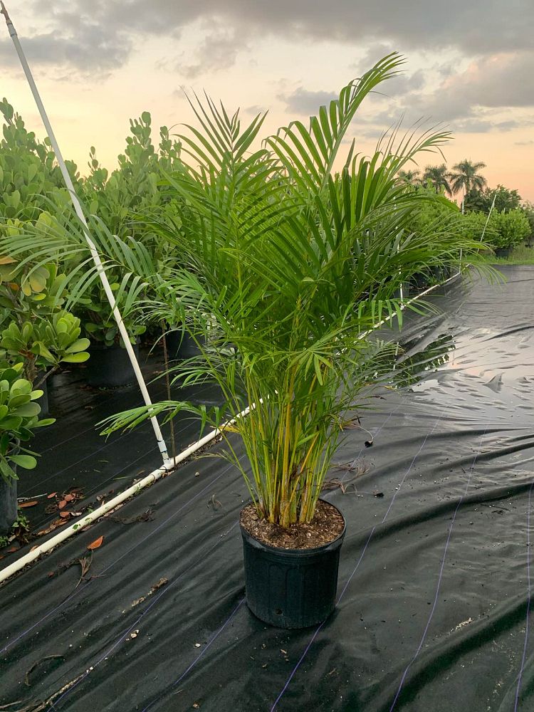 dypsis-lutescens-areca-palm