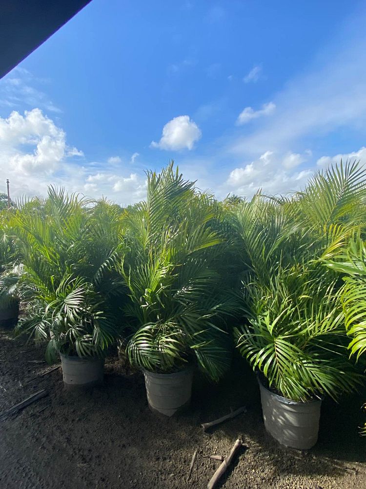 dypsis-lutescens-areca-palm