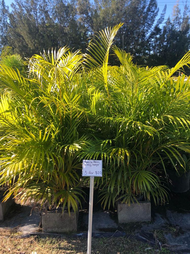 dypsis-lutescens-areca-palm