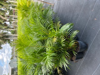 dypsis-lutescens-areca-palm