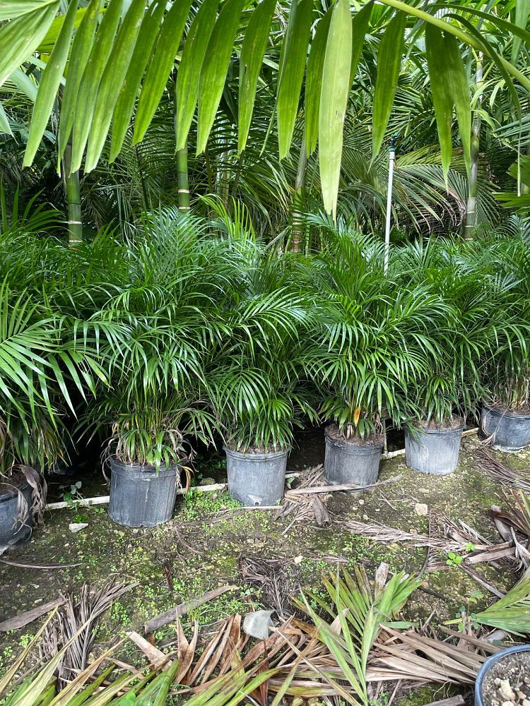dypsis-lutescens-areca-palm
