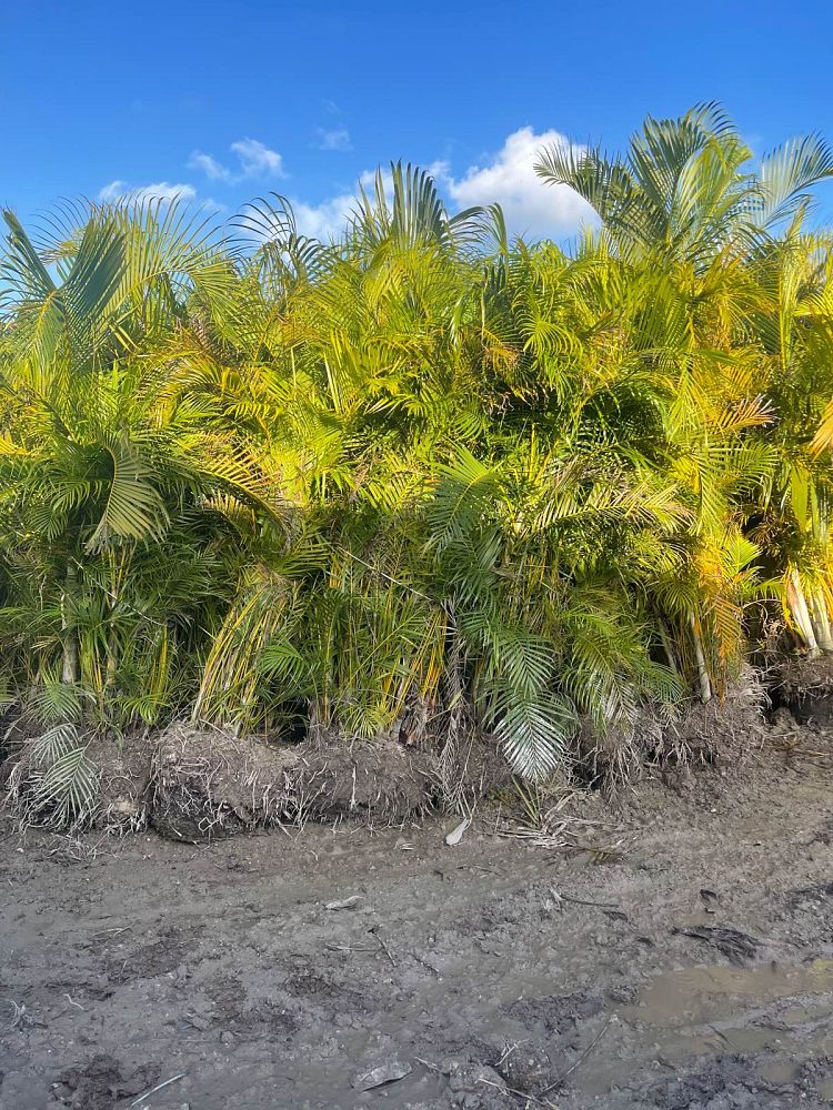 dypsis-lutescens-areca-palm