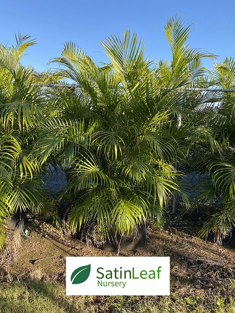 dypsis-lutescens-areca-palm