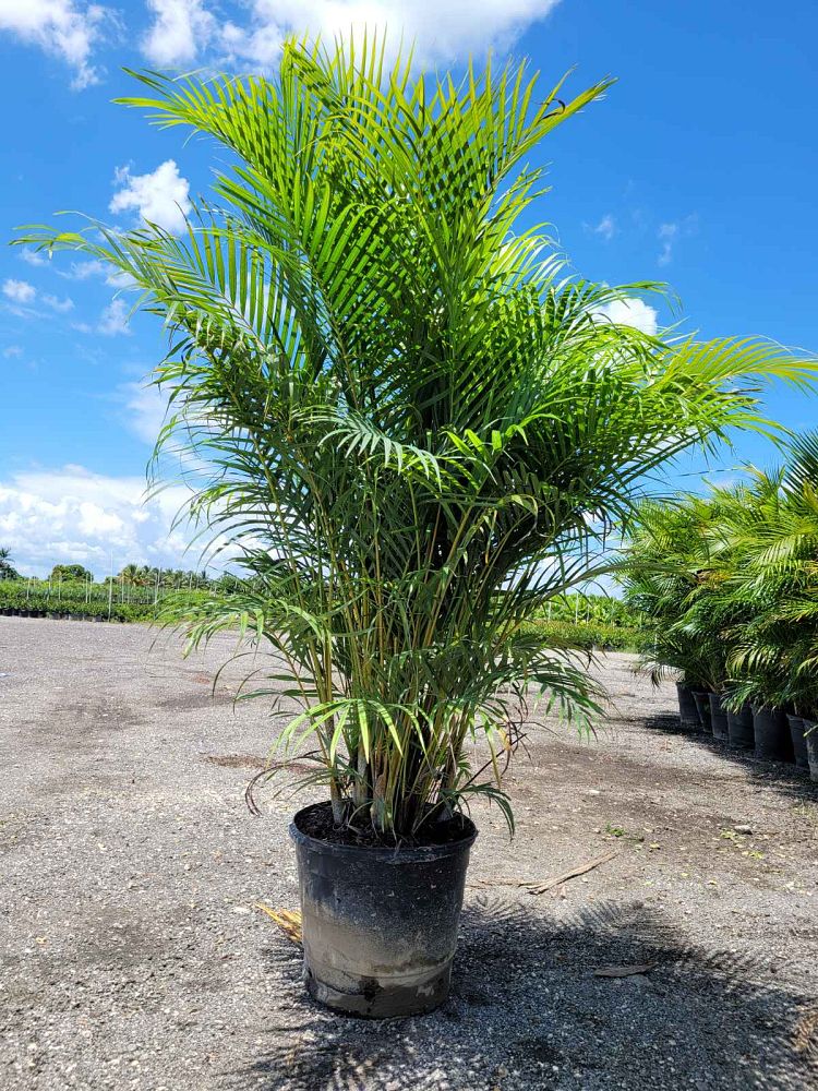 dypsis-lutescens-areca-palm