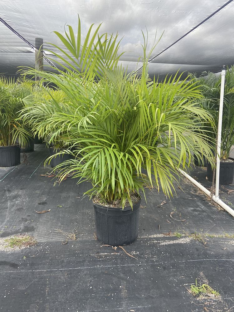 dypsis-lutescens-areca-palm