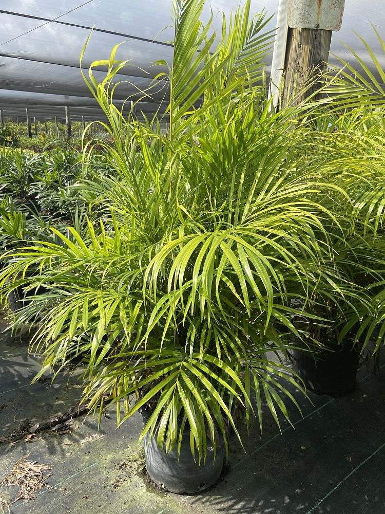 dypsis-lutescens-areca-palm