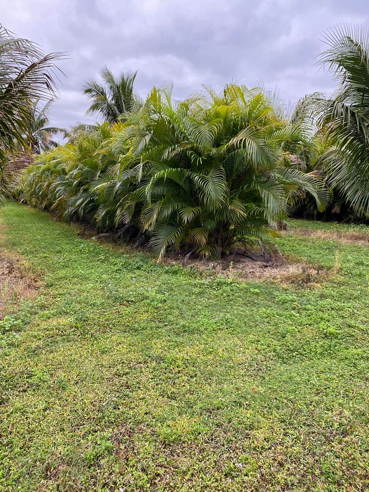 dypsis-lutescens-areca-palm