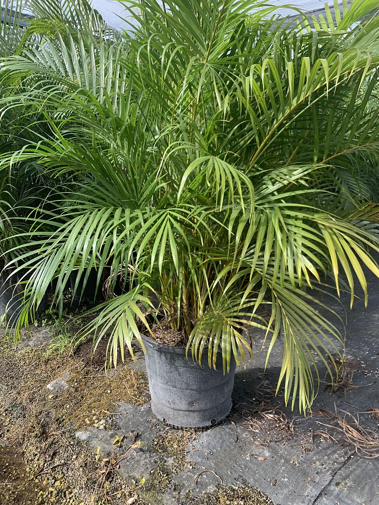 dypsis-lutescens-areca-palm