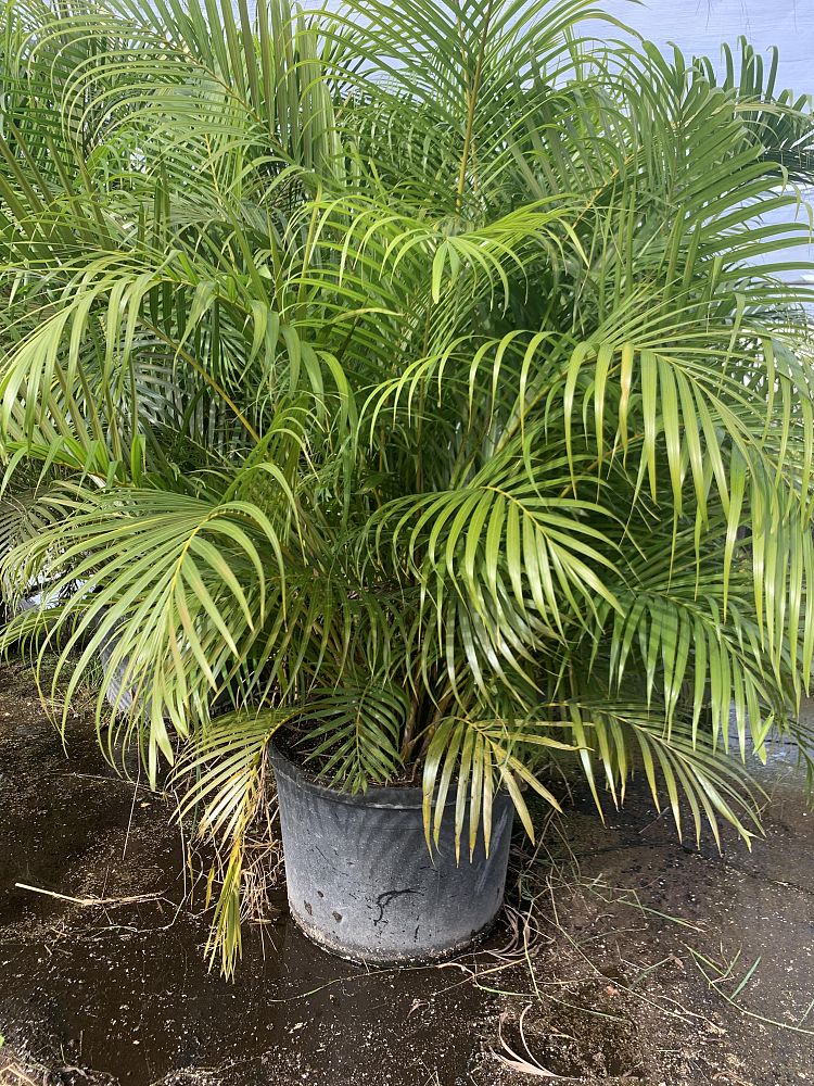 dypsis-lutescens-areca-palm