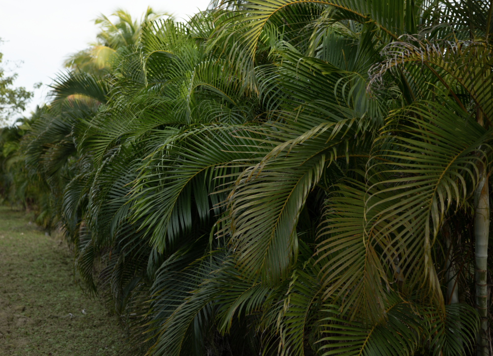 dypsis-lutescens-areca-palm