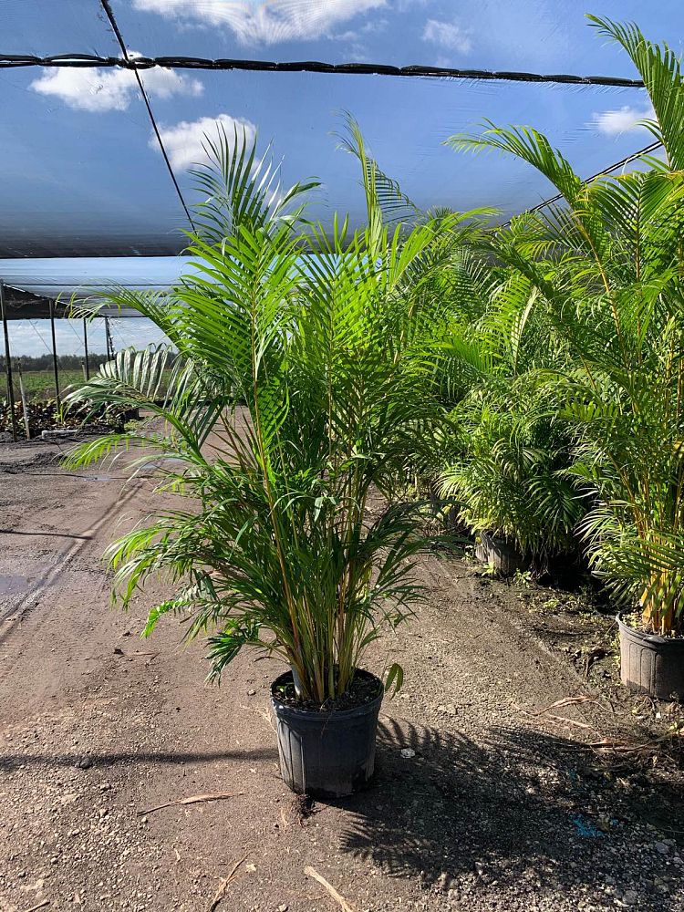 dypsis-lutescens-areca-palm
