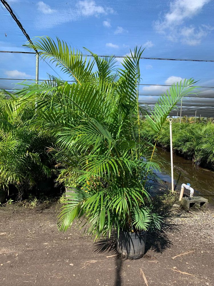 dypsis-lutescens-areca-palm