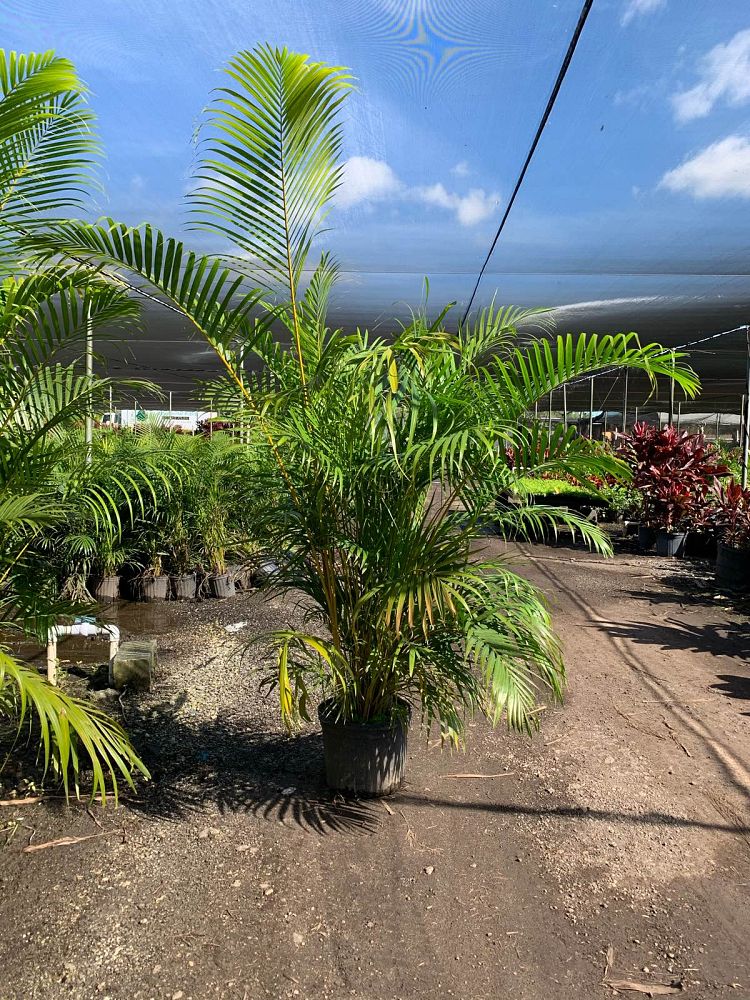 dypsis-lutescens-areca-palm