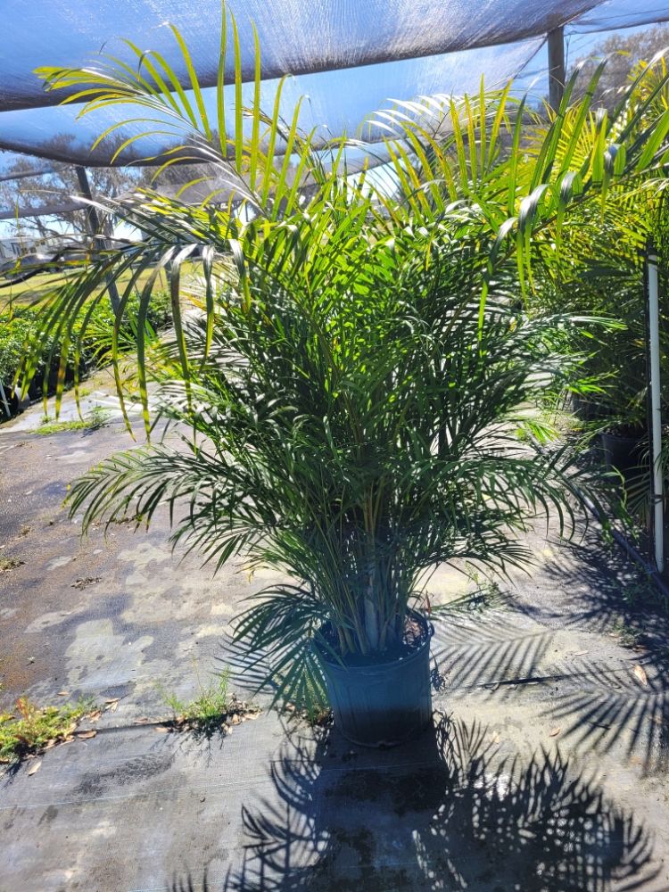 dypsis-lutescens-areca-palm