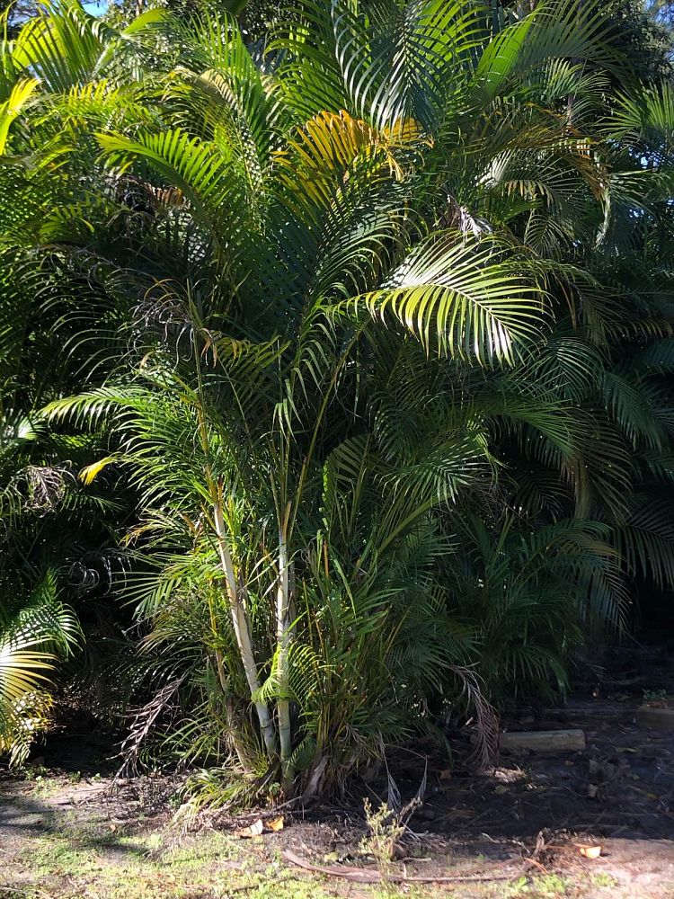 dypsis-lutescens-areca-palm