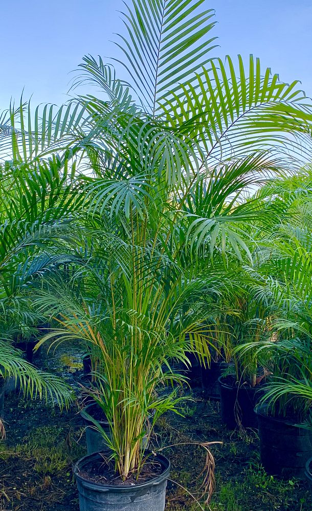 dypsis-lutescens-areca-palm