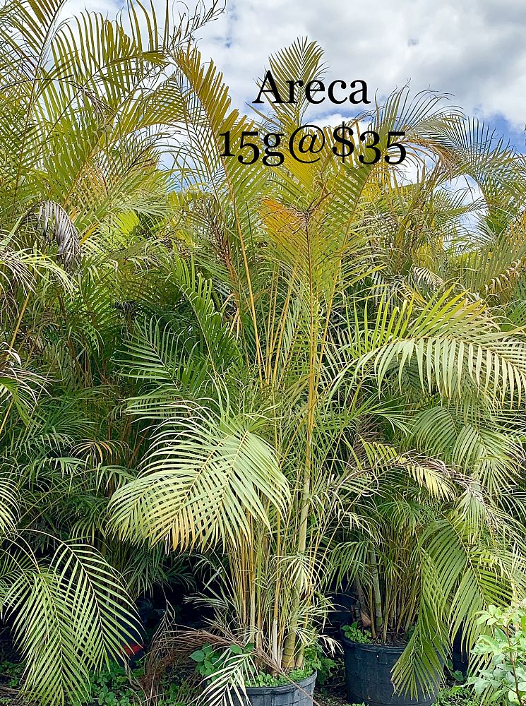 dypsis-lutescens-areca-palm