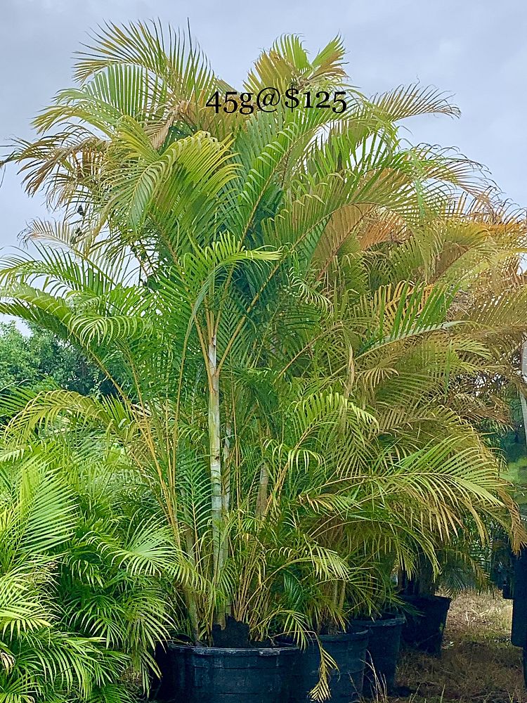 dypsis-lutescens-areca-palm