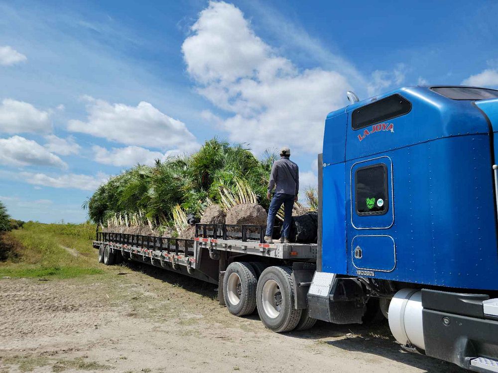 dypsis-lutescens-areca-palm